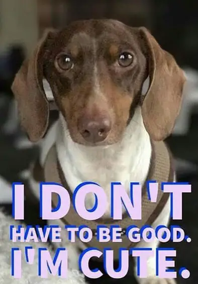 Dachshund staring with its curious face photo with a text 