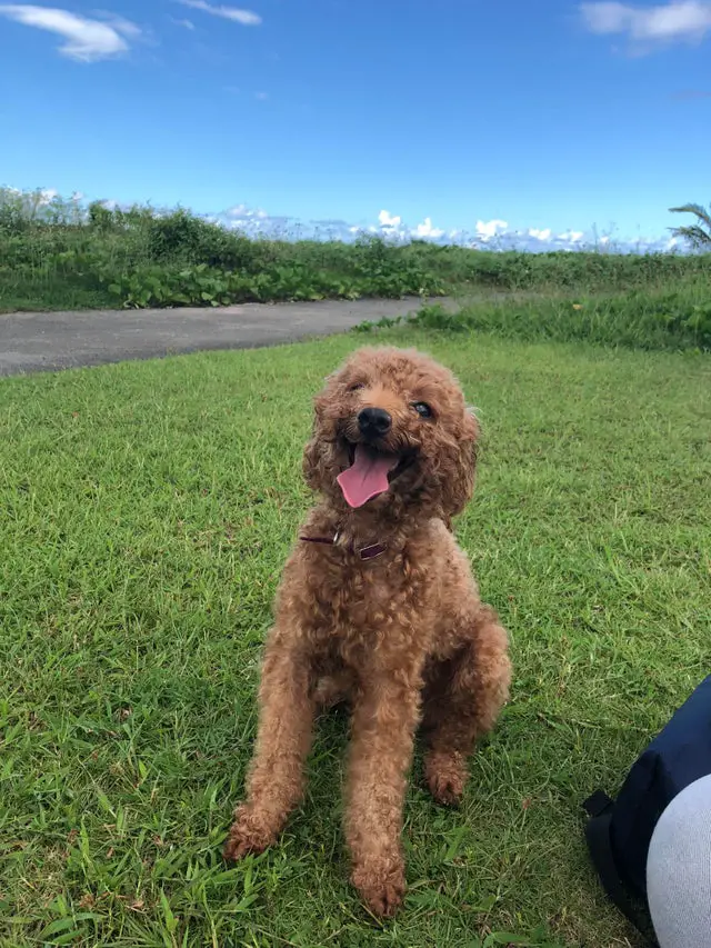 happy apricot colored Poodle sitting on the green grass