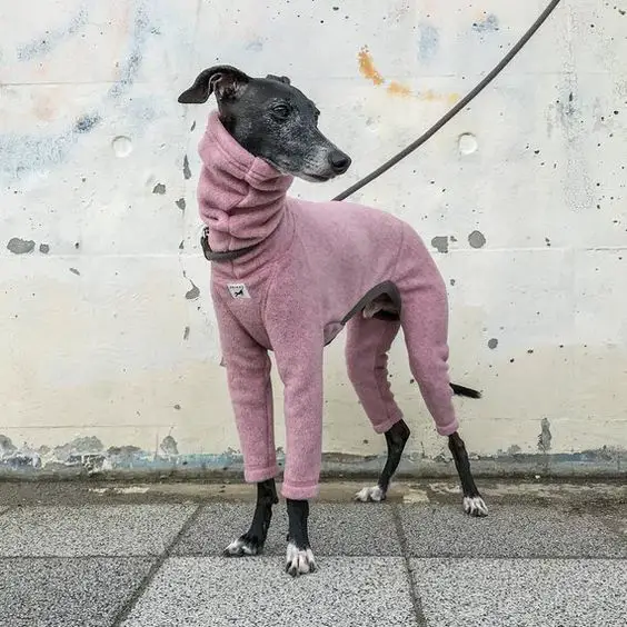 An Italian Greyhound wearing a pink jacket while standing on the pavement