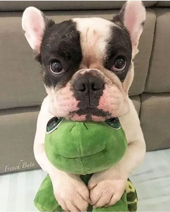 A French Bulldog hugging its frog stuffed toy with its begging face