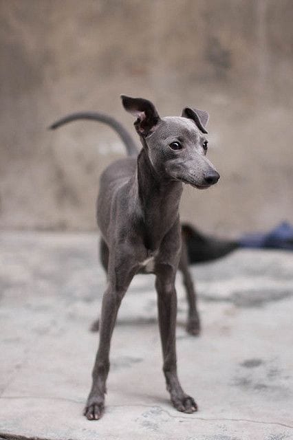 An Italian Greyhound puppy standing on the pavement