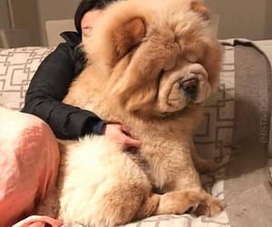 chinnamon colored massive Chow chow sitting on the couch beside its owner