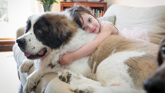A Saint Bernard lying on the couch while a little girl is hugging him from behind
