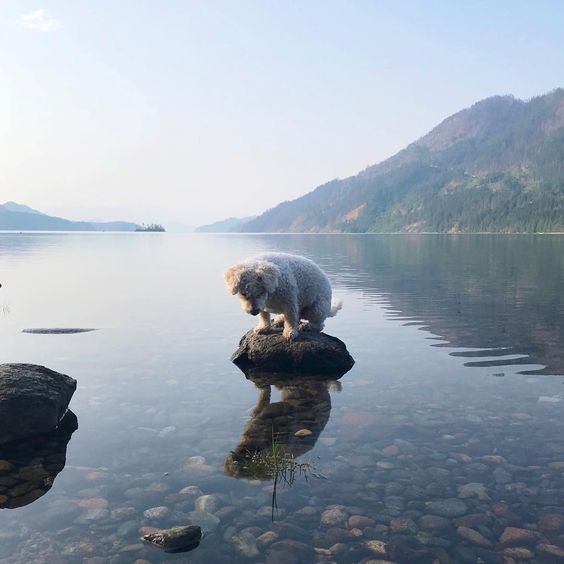 Bichon Frise sitting on rock in the lake