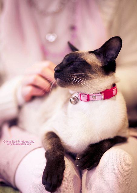 woman rubbing the back of Siamese Cat while its lying on its lap