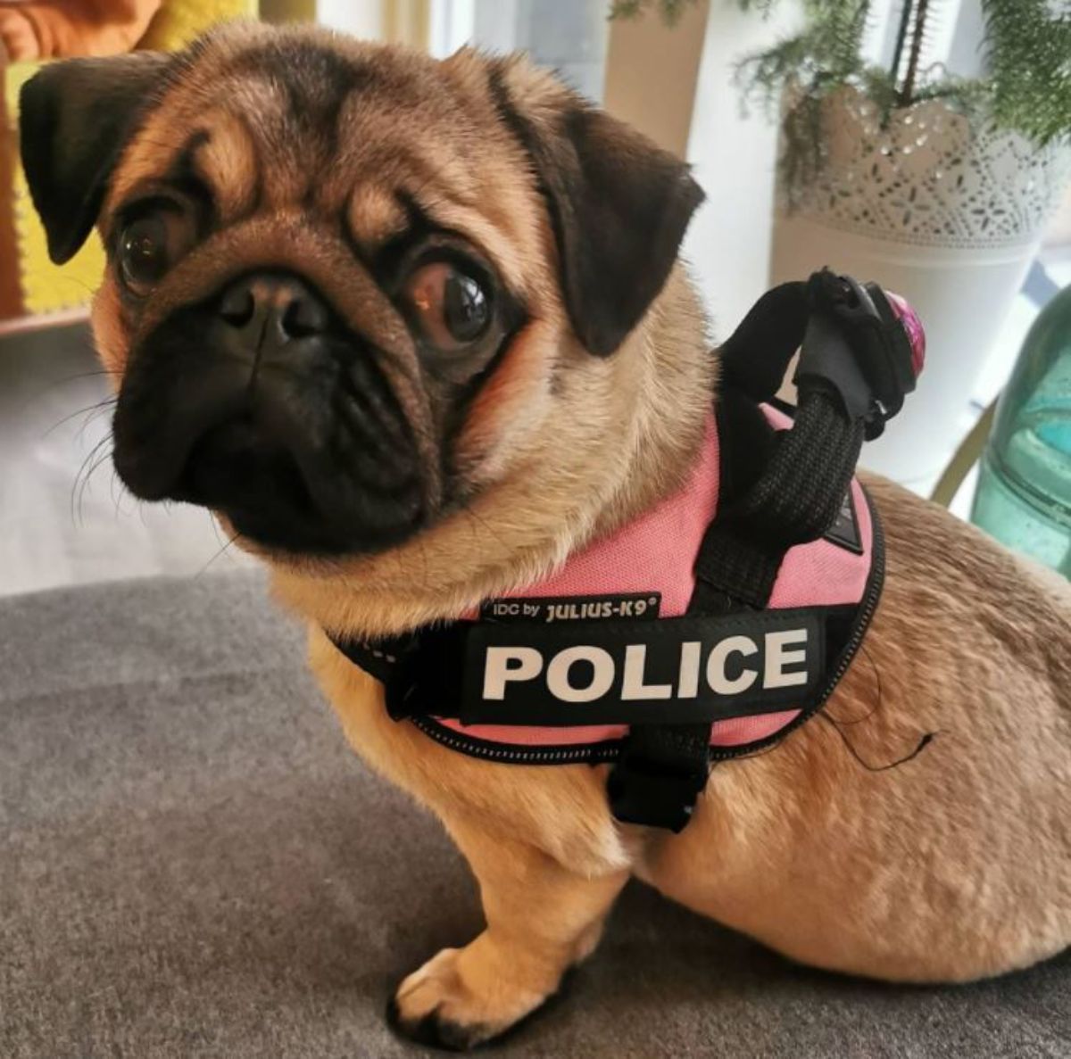 Pug sitting on the couch wearing a pink police harness