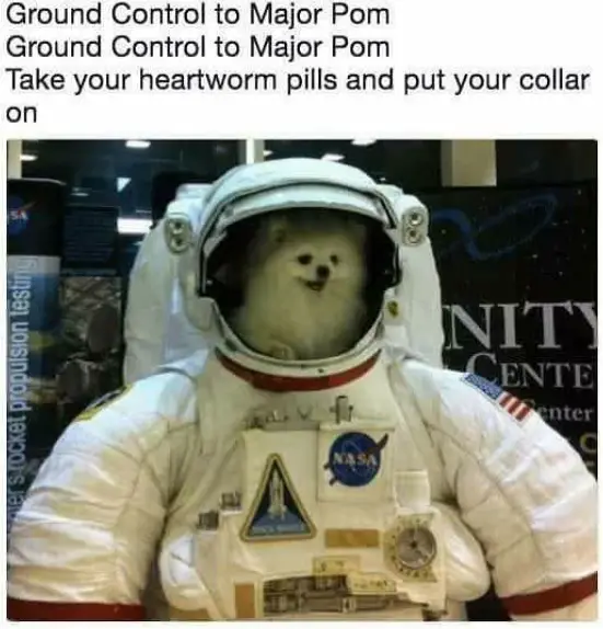 A Pomeranian on the head of an astronaut costume - Ground Control to Major Pom, Ground Control to Major Pom, Take your heartworm pills and put your collar on