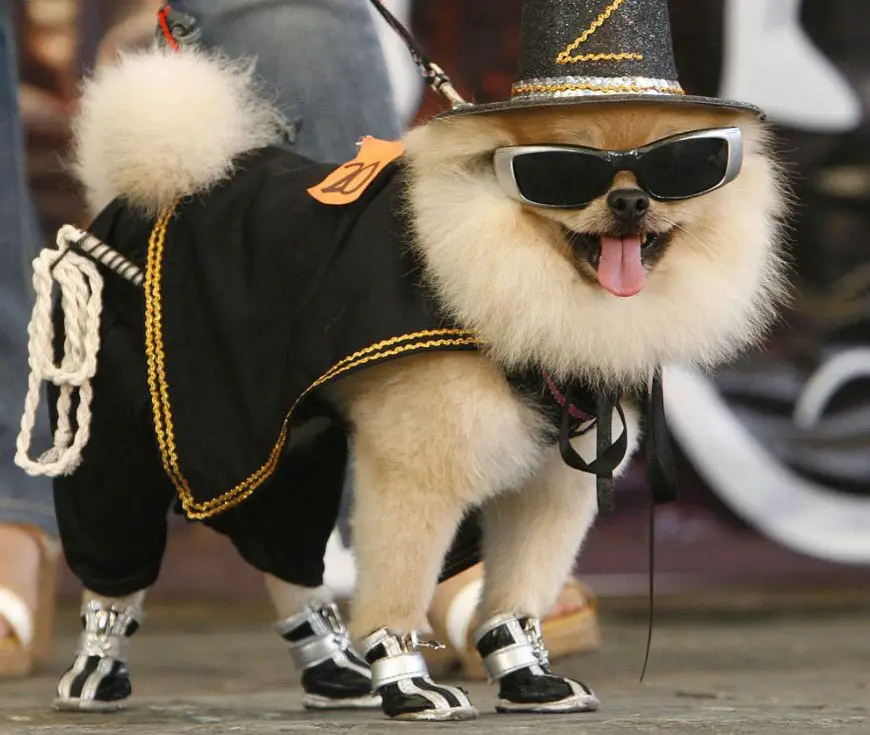 A Pomeranian wearing a stylish costume while standing on the pavement