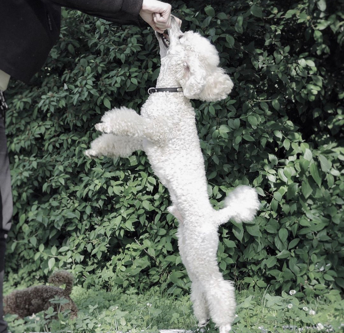 A Poodle getting a treat from the hand of a person