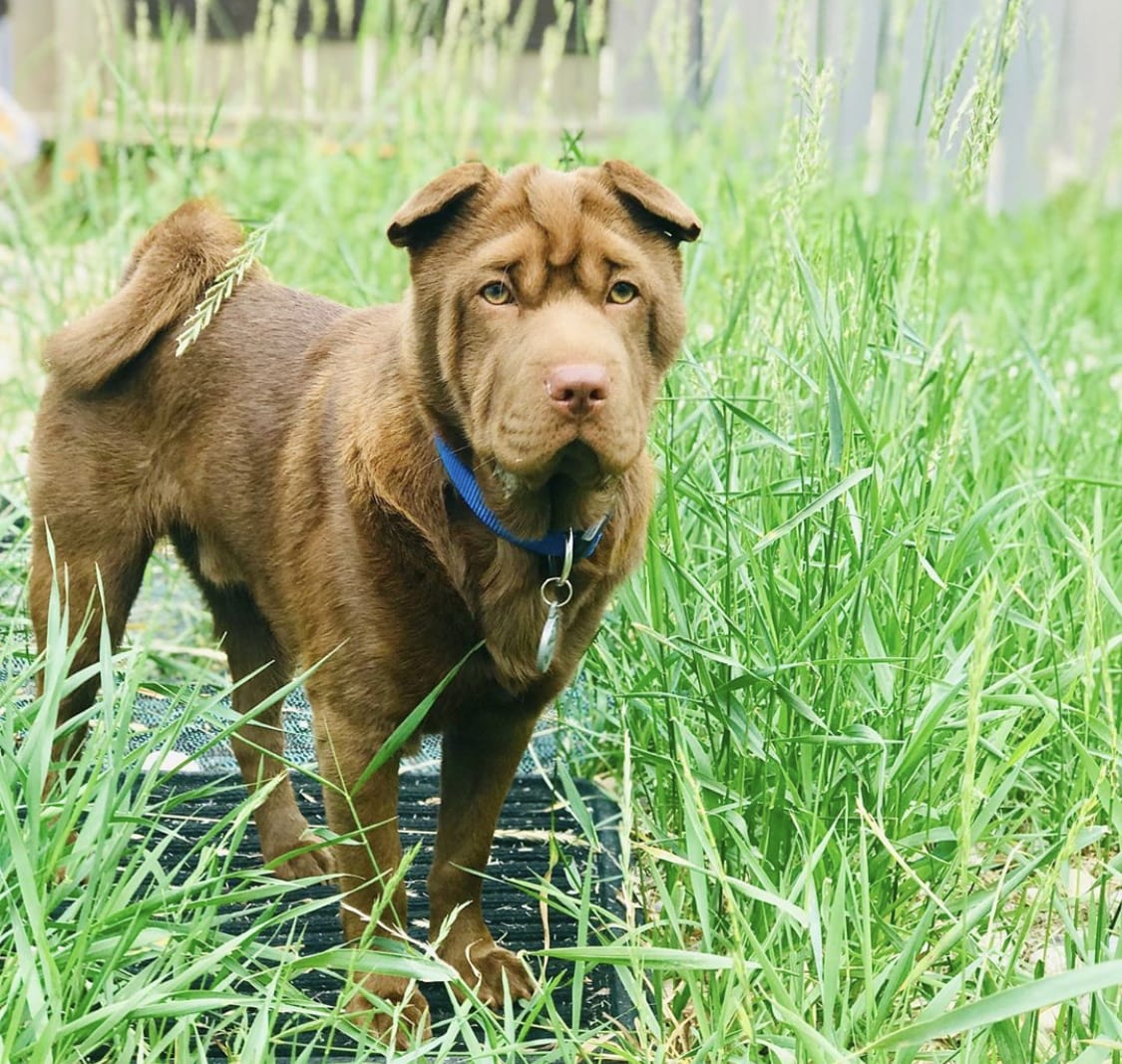 Pom Pei standing in the long grass