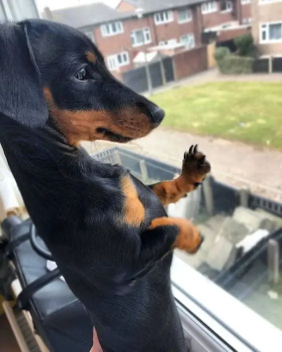 A Dachshund leaning towards the glass window