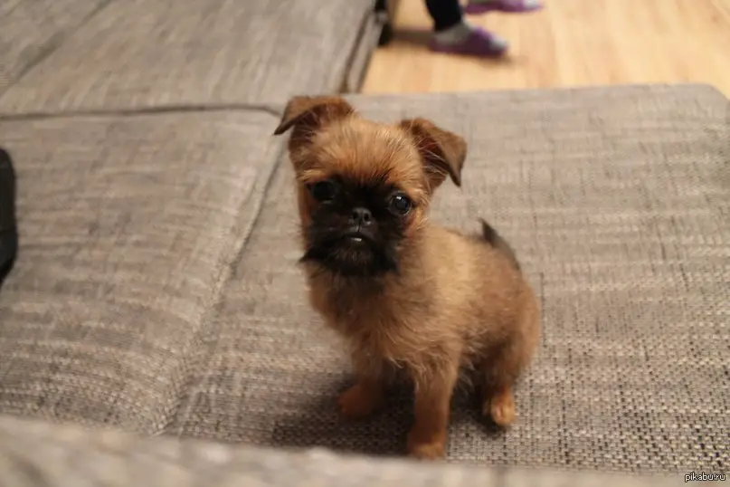 A Brussels Griffon puppy sitting on top of the couch