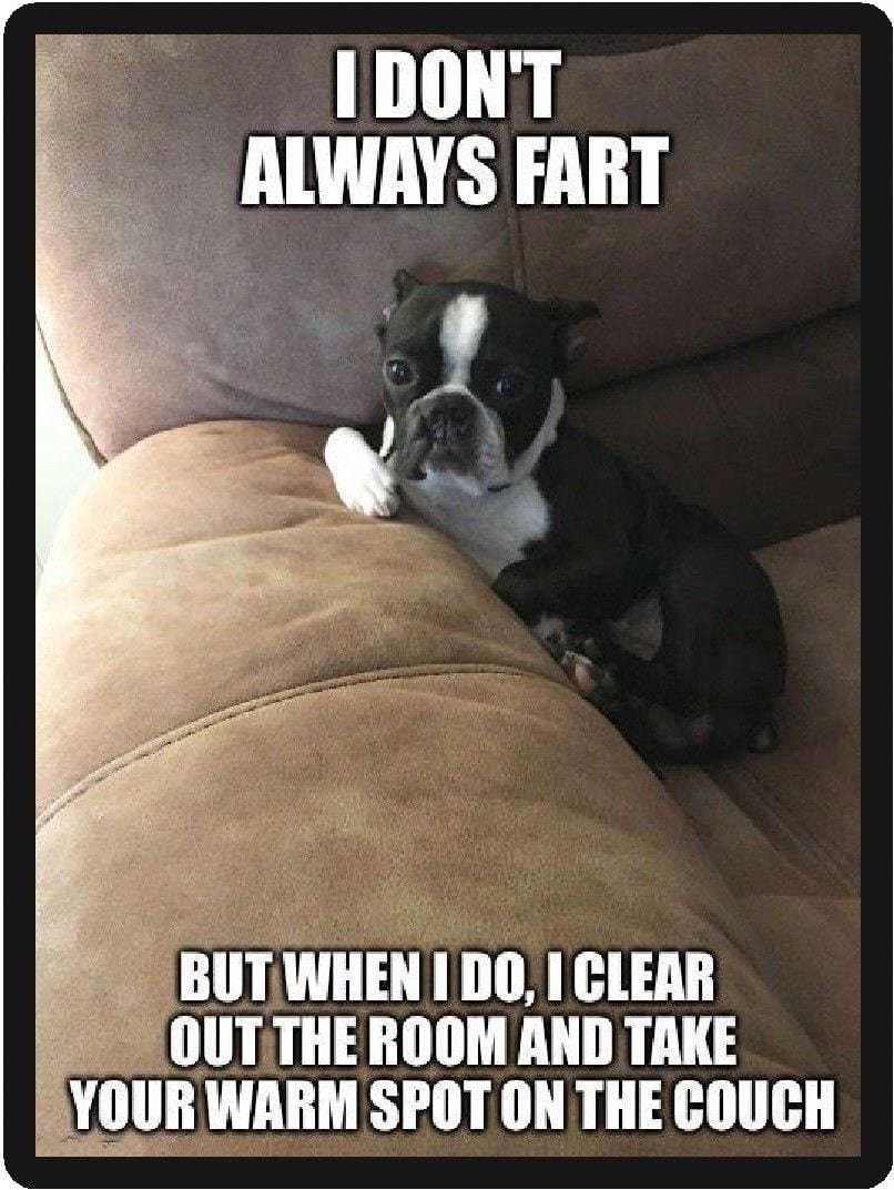 Boston Terrier sitting on the couch with a text 