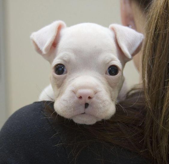 adorable face of a Boxer puppy on the shoulder of a woman