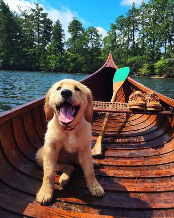 A happy yellow Labrador sitting in the boat floating in the lake