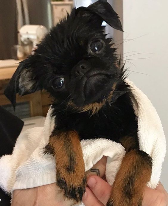 A Brussels Griffon with a towel wrapped around him while being carried by a person