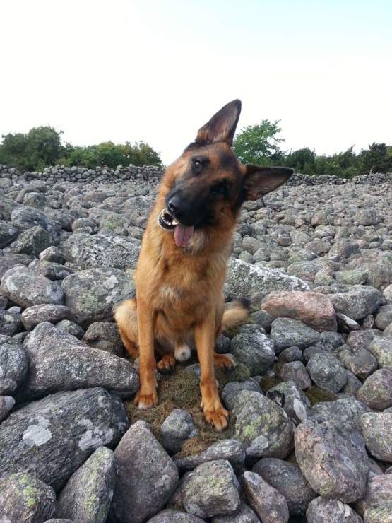 A German Shepherd dog sitting on top of the rocks while tilting its head sticking its tongue out