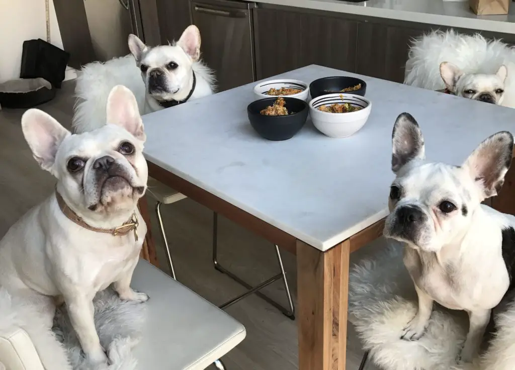 four French Bulldogs sitting at the table with their bowl of food in front of them