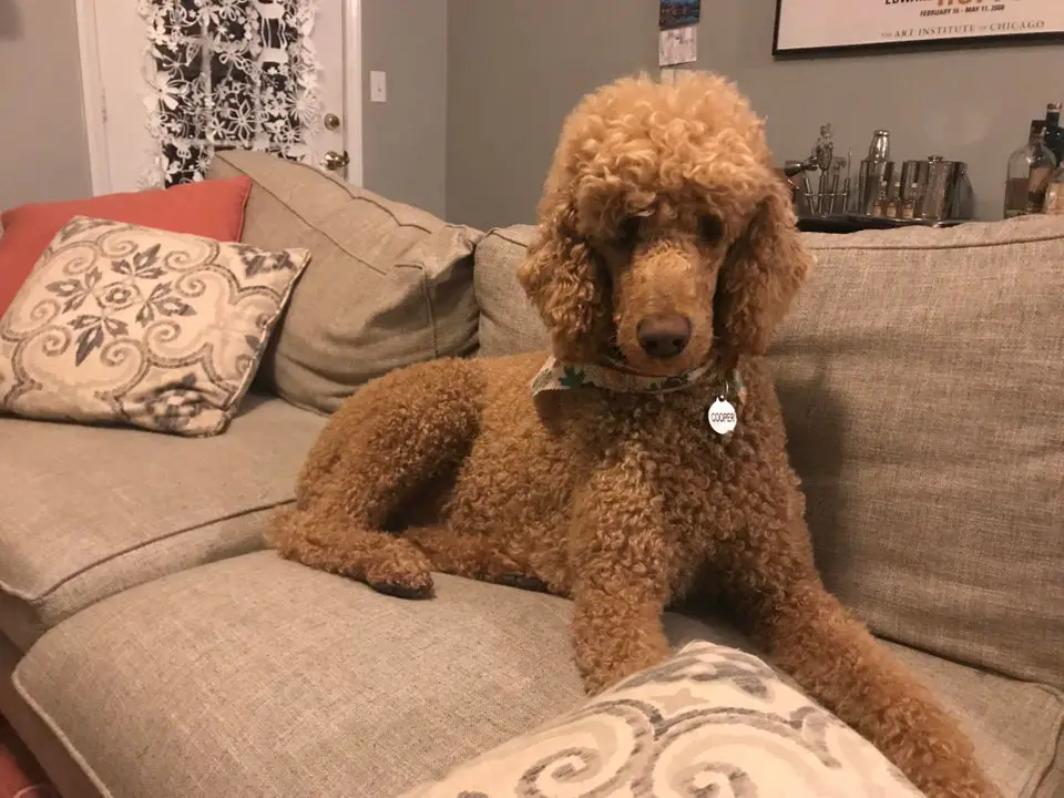 apricot Poodle lying on the couch