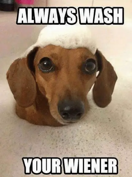 Dachshund with bubbles on top of its head in a bathtub filled with water and bubbles photo with a text 