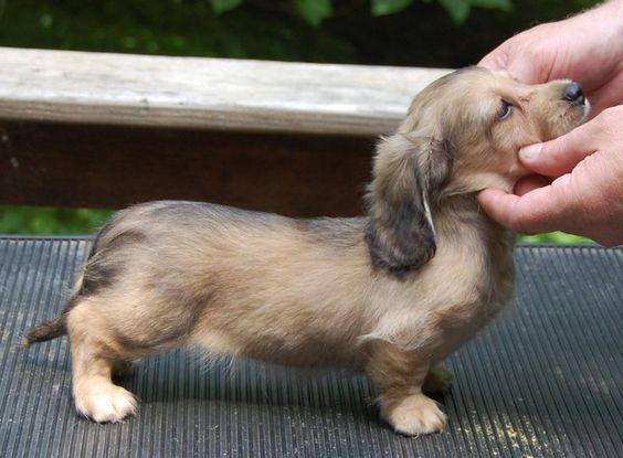 touching Dachshund puppy's face