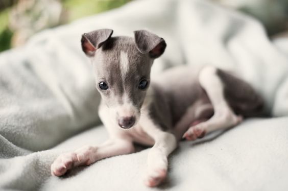 An Italian Greyhound puppy lying on the bed outdoors