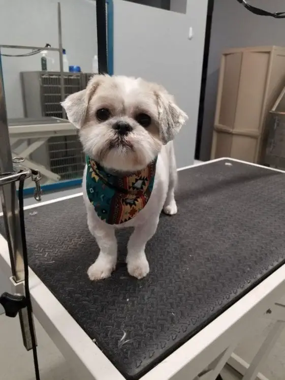 standing shih tzu in the dog salon for grooming
