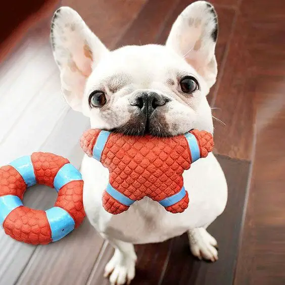 A French Bulldog sitting on the floor with chew toy in its mouth