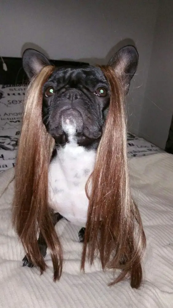 A French Bulldog with a long hair wig while sitting on the bed