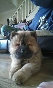 Chow Chow puppy lying down on the floor