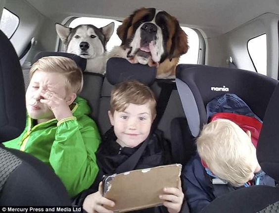 A Saint Bernard and a husky in the car trunk behind the young boys in the backseat inside the car