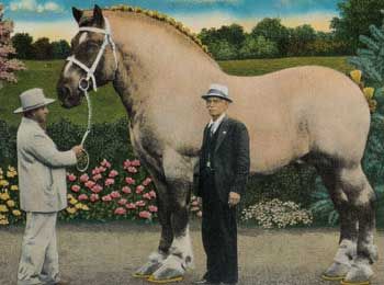 an artwork of a large horse named Brooklyn Supreme