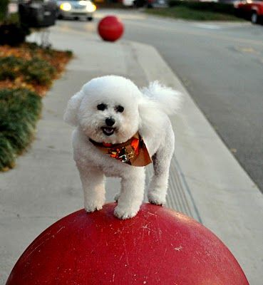 Bichon Frise standing on a ball feature along the streets