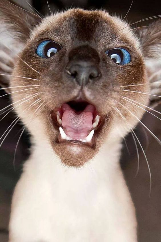 cute Siamese Cat opening its mouth