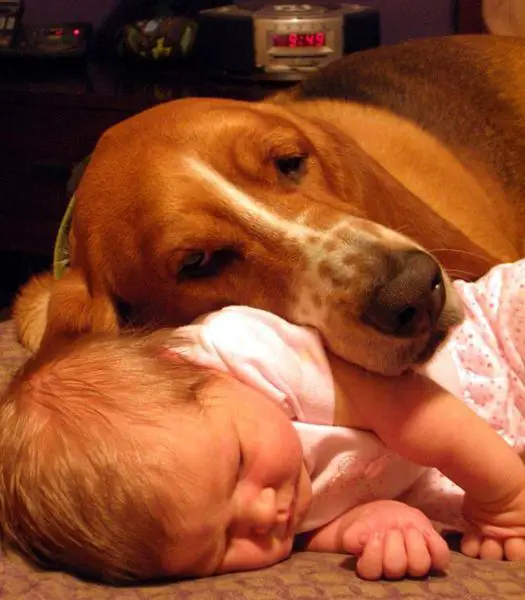 Basset Hound dog sleeping beside a baby