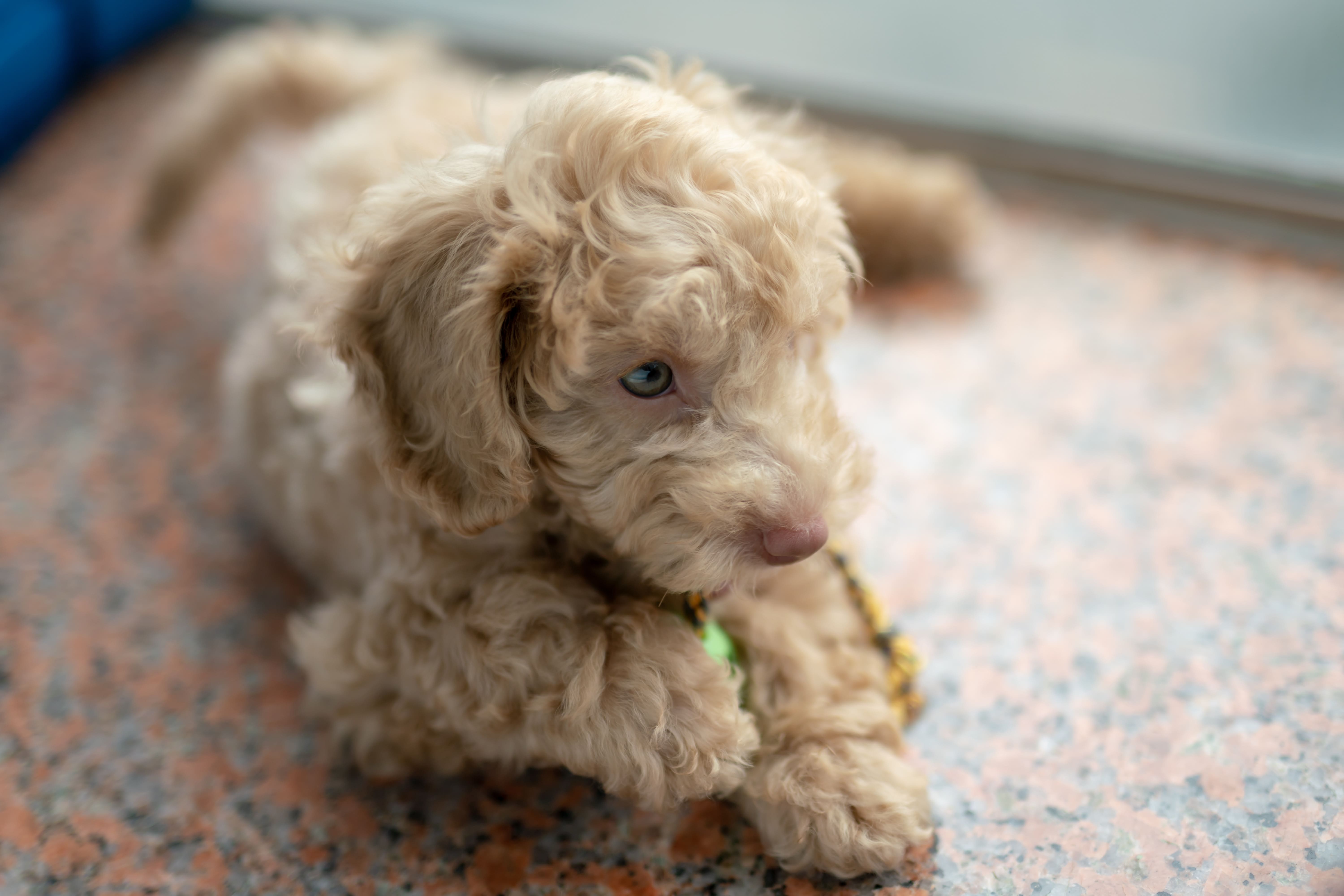 adorable cream Poodle puppy lying on the floor