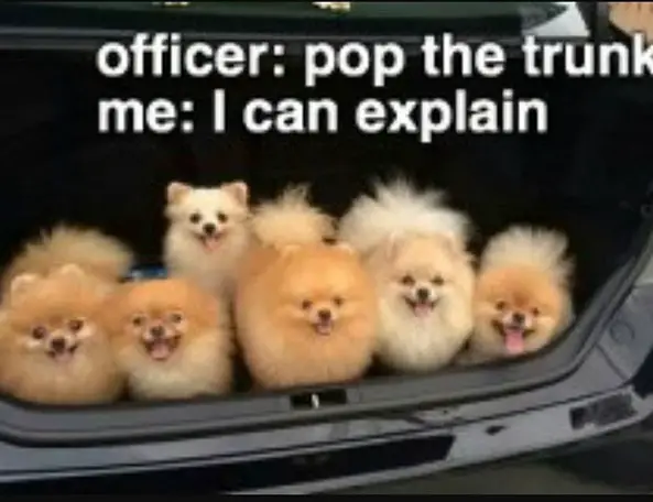 six Pomeranian sitting in the trunk photo and with text - Officer: pop the trunk me: I can explain