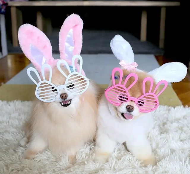 two Pomeranian wearing bunny ears head piece and bunny eye wear while sitting on the carpet