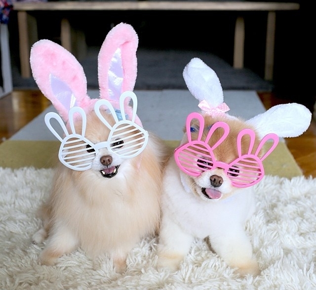 two Pomeranian wearing bunny ears head piece and bunny eye wear while sitting on the carpet