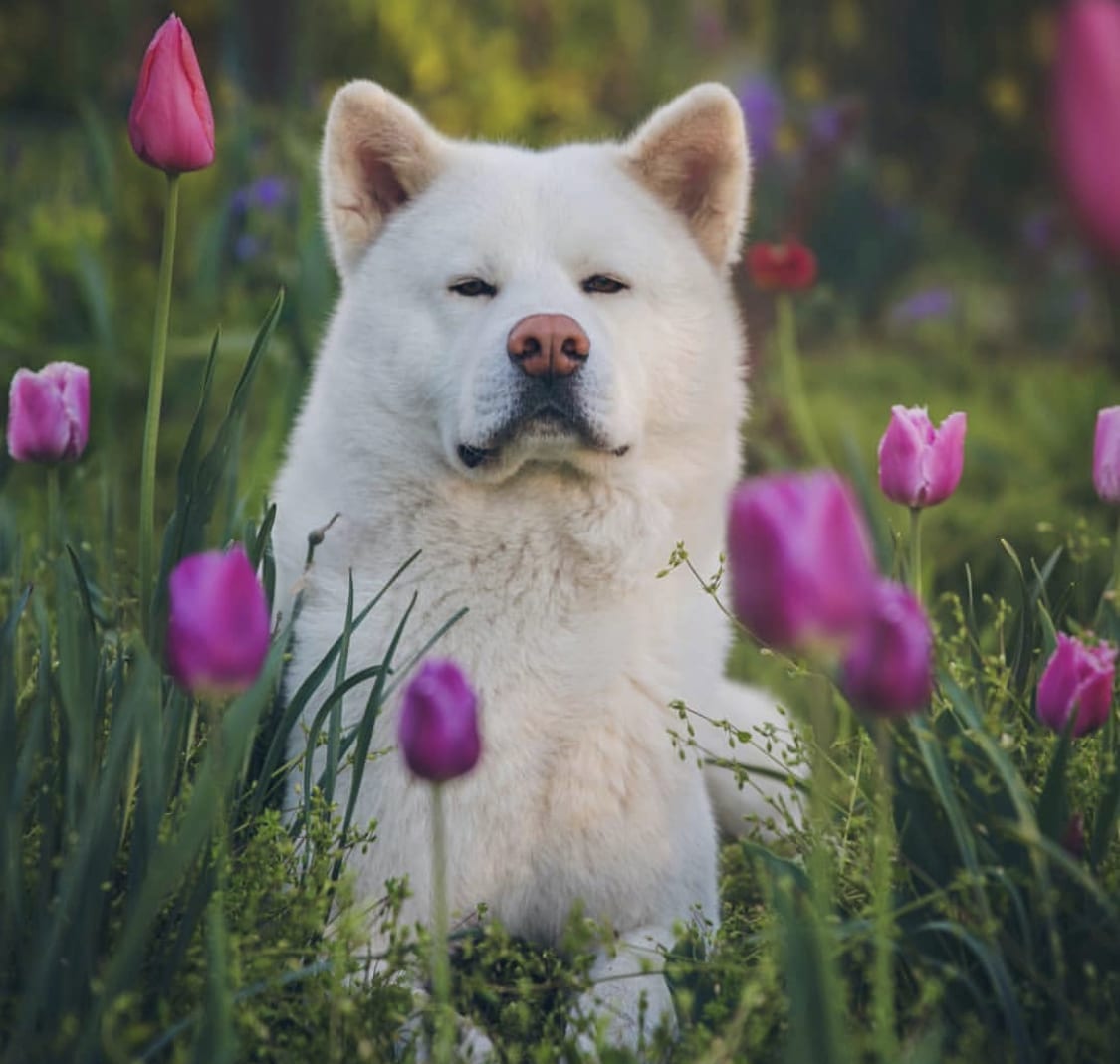 white Akita lying down in the field of purple tulip flowers