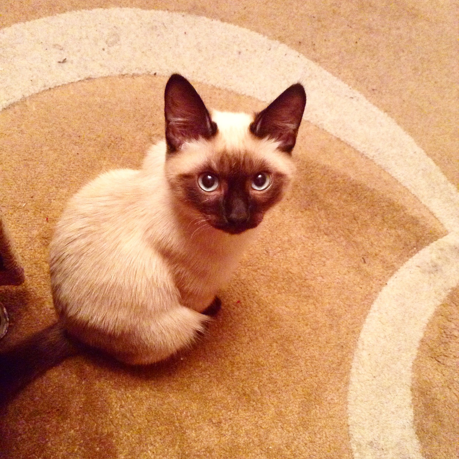 A Siamese Cat sitting on the floor while staring