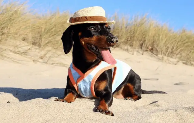 Dachshund under the sun wearing summer shirt and a hat while sitting in the sand with tall green grass behind him