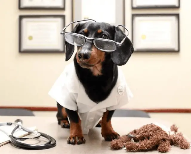 Dachshund wearing sunglasses and a white lab gown while standing on top of the table with a stethoscope and stuffed toy in front of him