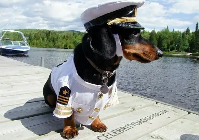 Dachshund under the sun wearing a seafarer outfit while standing on the wooden pathway in the port