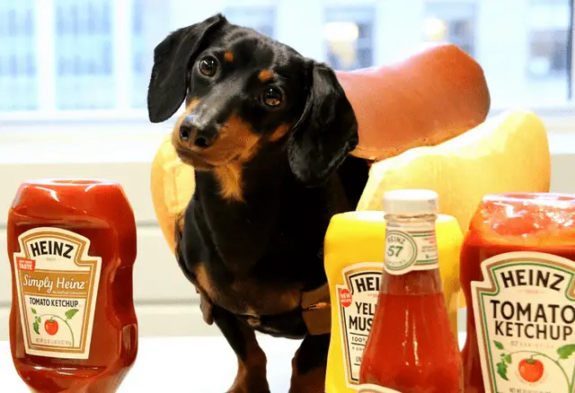 Dachshund wearing a hotdog in a bun costume while standing on the table in front of Heinz Ketchups