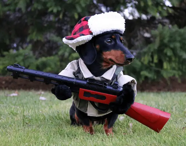 Dachshund sitting in the grass while wearing a hunter outfit with gun