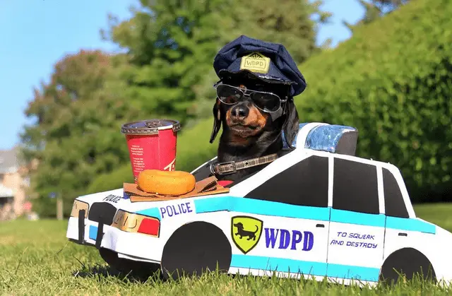Dachshund in a police car costume at the park
