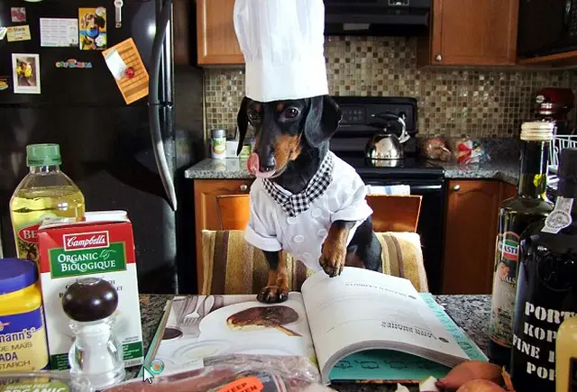 Dachshund standing on a chair in front of the kitchen counter while wearing his chef outfit