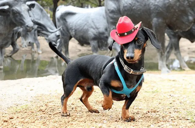 Dachshund wearing a western red hat while walking in the ground with Bulls behind him
