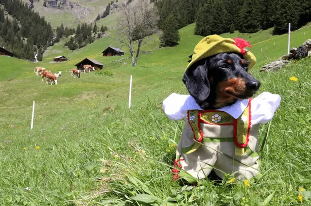 Dachshund wearing a country dress while sitting in the field of green grass and looking sideways with cows behind her